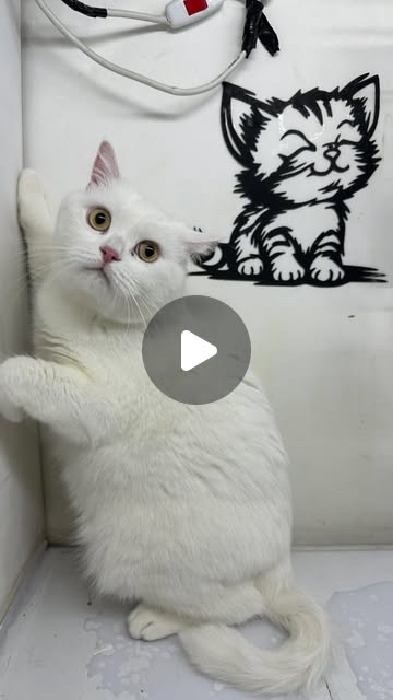Pamuk
